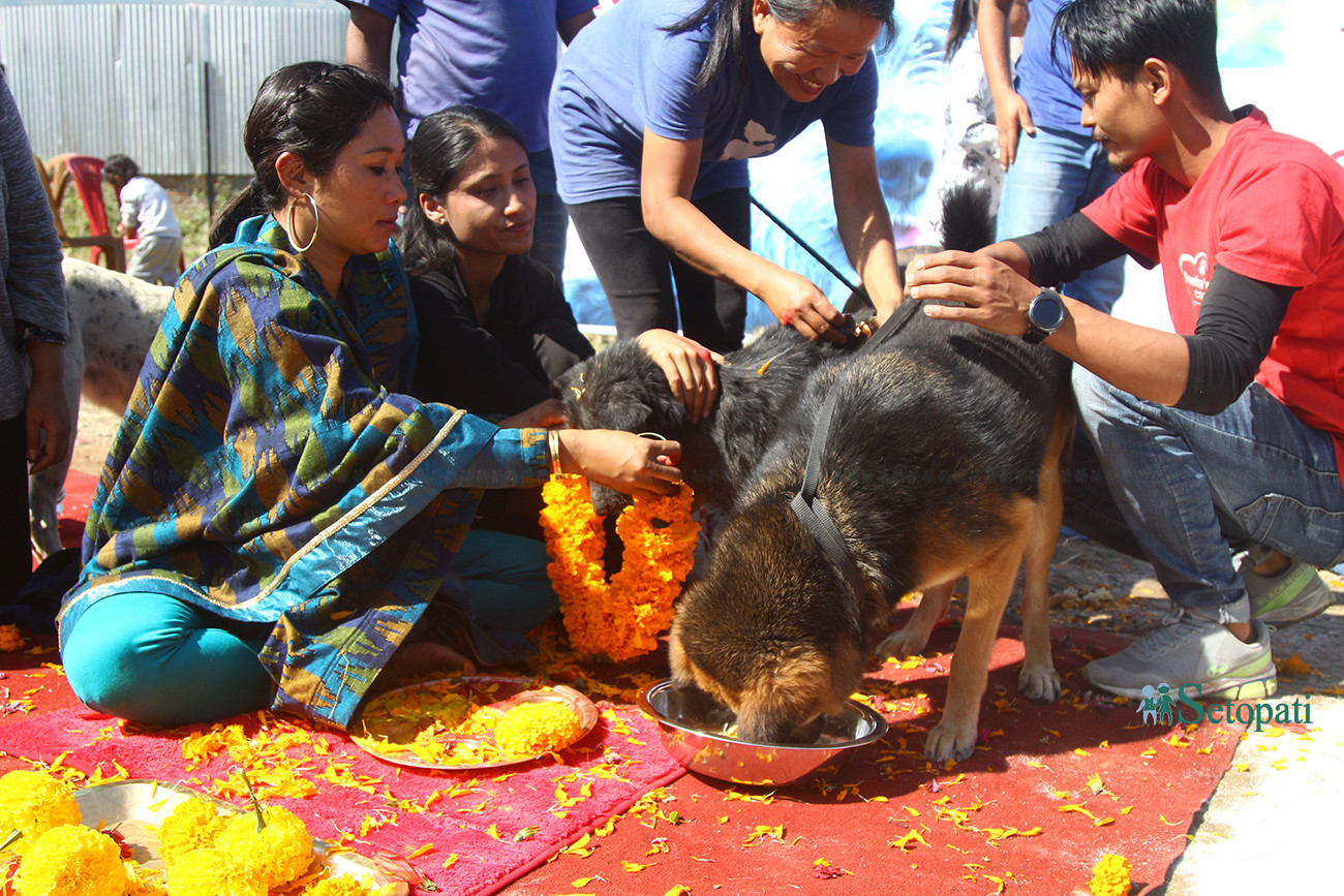 https://raracms.setopati.com/uploads/shares/2019/01/sujita/Kukur tihar  (1).jpg